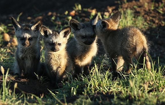 Bat-eared fox cubs - Masaï Mara