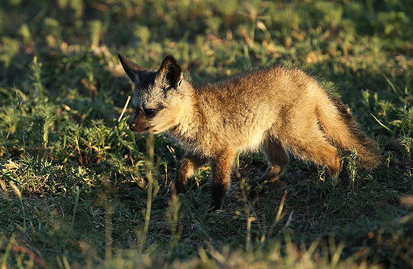 Bat-eared fox cubs - Masaï Mara