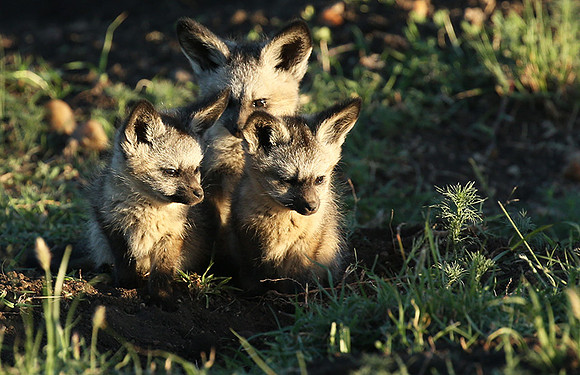 Bat-eared fox cubs - Masaï Mara