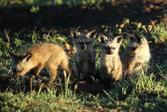 Bat-eared fox cubs - Masaï Mara