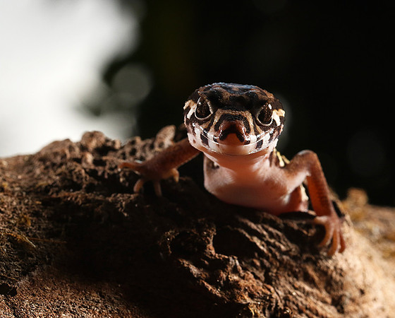 Central American banded gecko