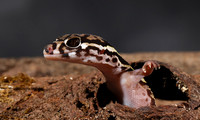 Central American banded gecko