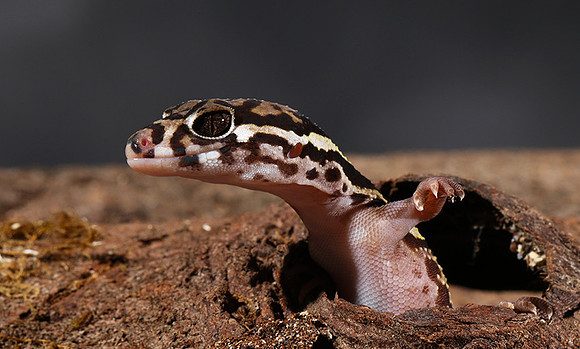 Central American banded gecko