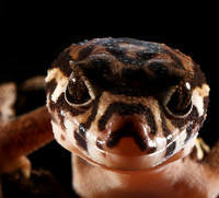 Central American banded gecko