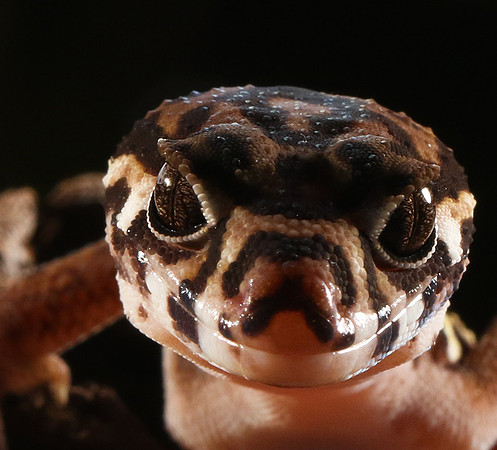 Central American banded gecko