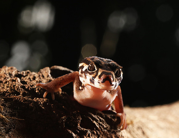 Central American banded gecko
