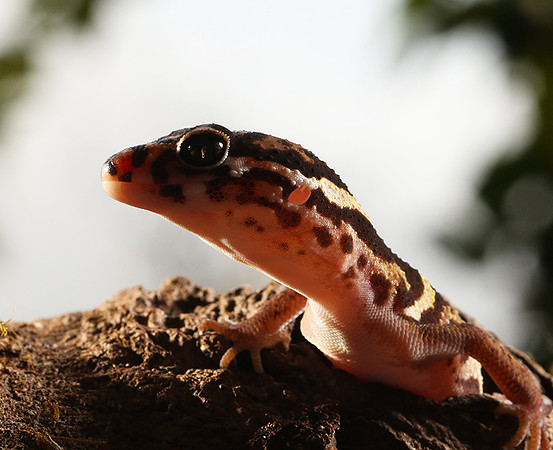 Central American banded gecko