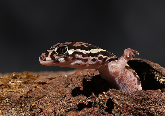 Central American banded gecko