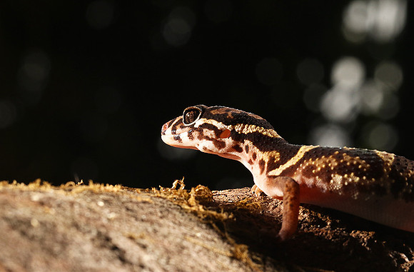 Central American banded gecko