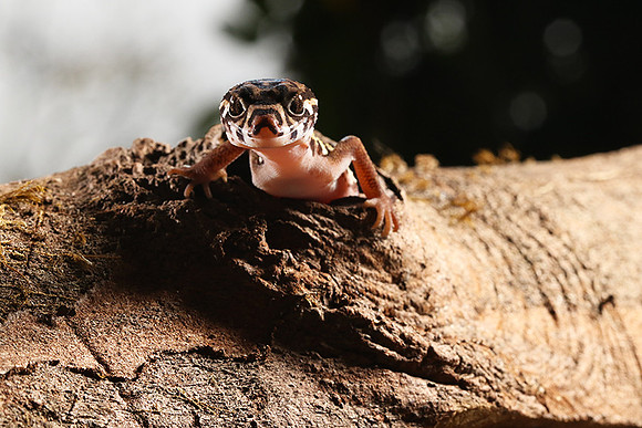 Central American banded gecko