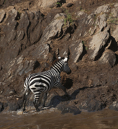 Masaï Mara - crossing the river