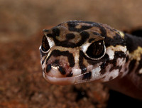 Central American banded gecko