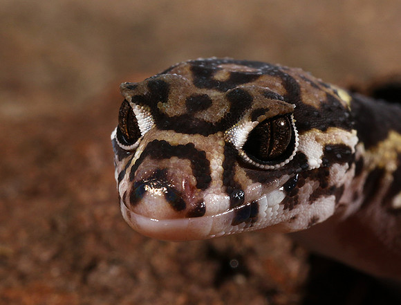 Central American banded gecko