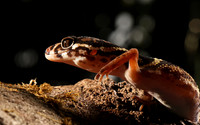 Central American banded gecko