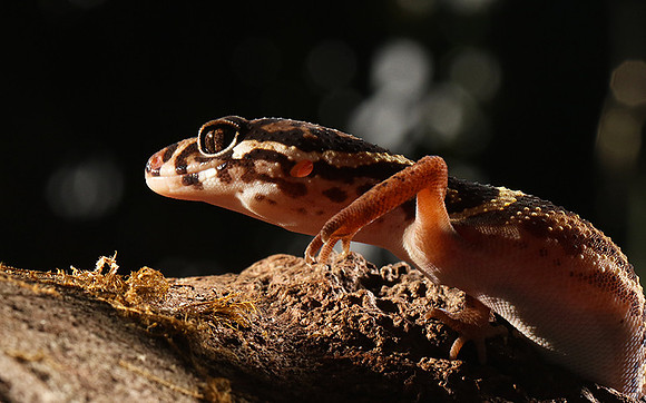 Central American banded gecko