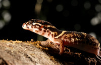 Central American banded gecko