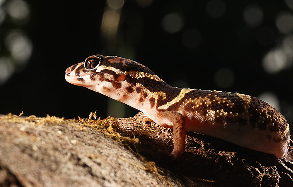 Central American banded gecko
