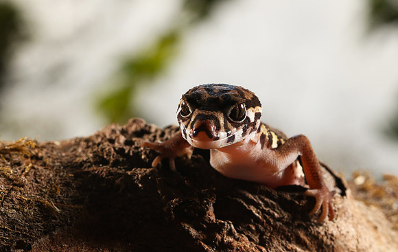 Central American banded gecko