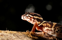 Central American banded gecko