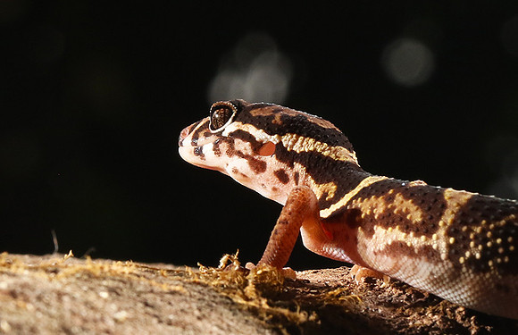 Central American banded gecko