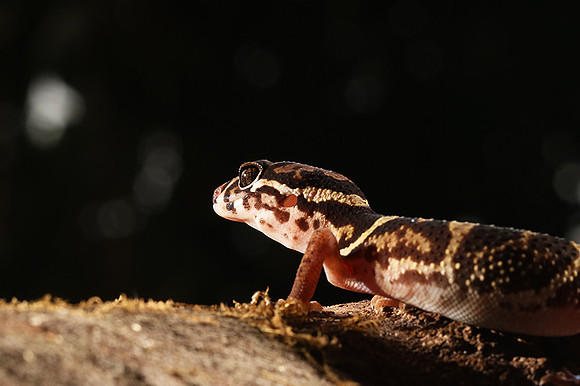 Central American banded gecko