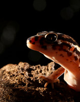 Central American banded gecko