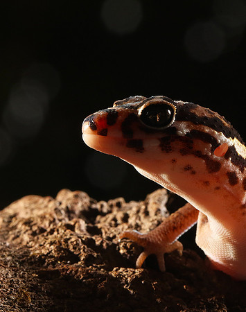 Central American banded gecko