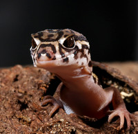 Central American banded gecko