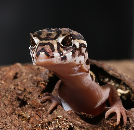 Central American banded gecko