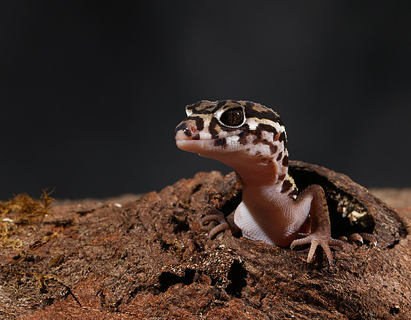 Central American banded gecko