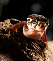 Central American banded gecko