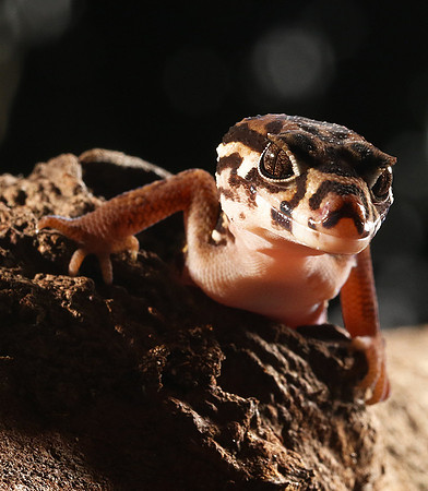 Central American banded gecko