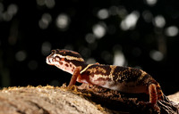 Central American banded gecko