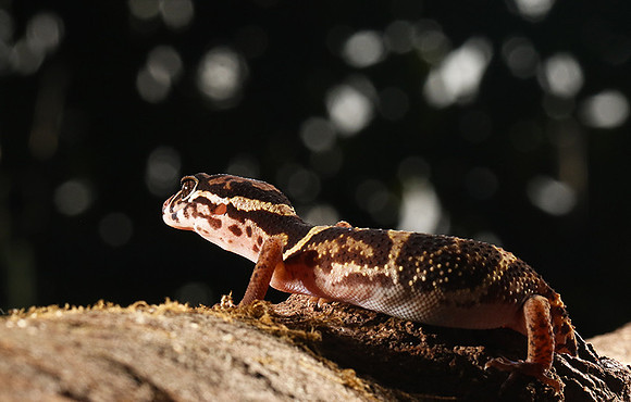 Central American banded gecko