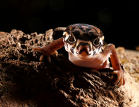 Central American banded gecko