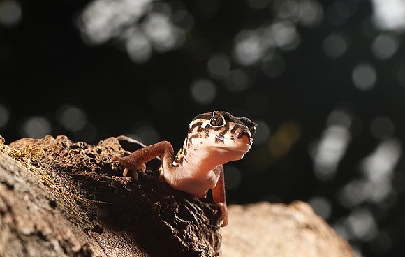 Central American banded gecko
