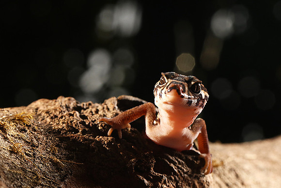 Central American banded gecko