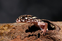 Central American banded gecko