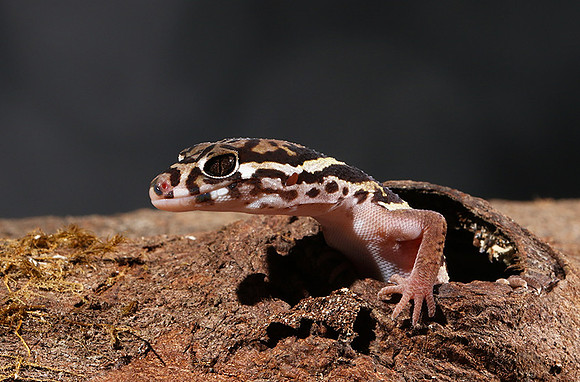 Central American banded gecko