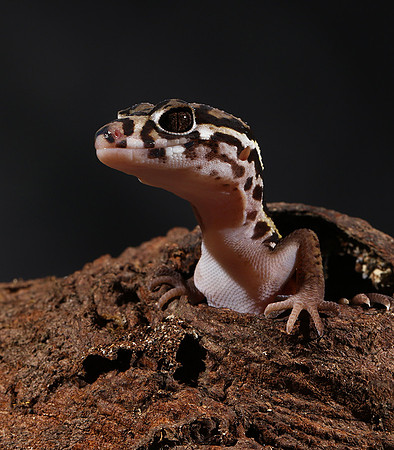 Central American banded gecko