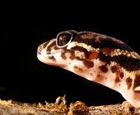 Central American banded gecko