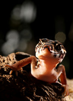 Central American banded gecko