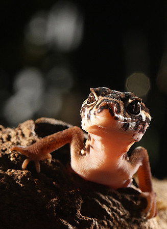 Central American banded gecko