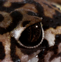 Central American banded gecko