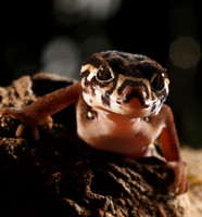 Central American banded gecko