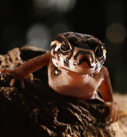 Central American banded gecko