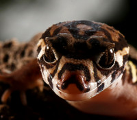 Central American banded gecko