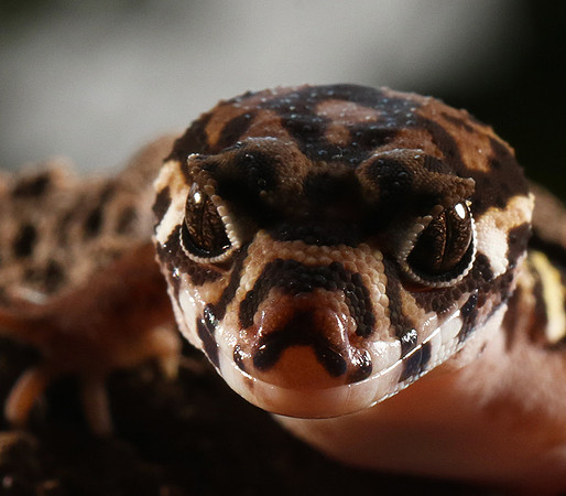 Central American banded gecko