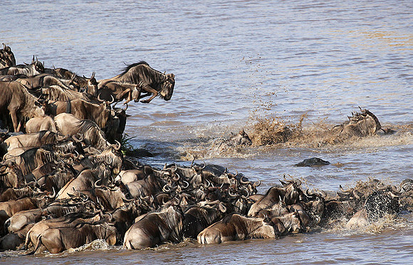 Masaï Mara : crossing the Mara river