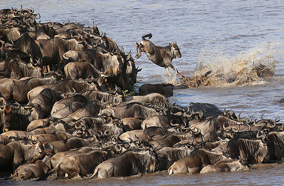 Masaï Mara - crossing the river